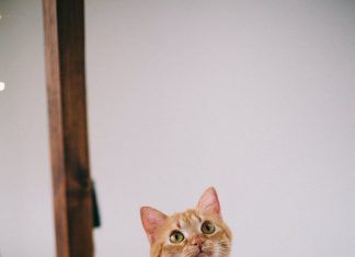 Como adiestrar a tu gato