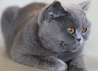 Las razas de gatos más caras del mundo