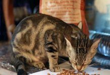 Recetas fáciles de hacer en casa para gatos