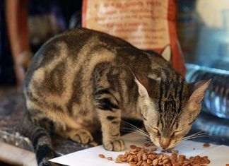 Recetas fáciles de hacer en casa para gatos