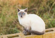 Las razas de gatos más cariñosas