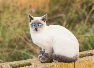 Las razas de gatos más cariñosas