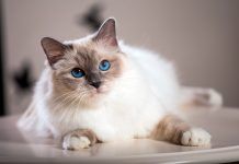 ✅Cuidados Esenciales para un Gato Feliz y Saludable 😸