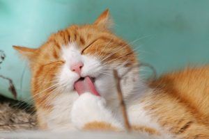 Consejos de entrenamiento para gatos: Cómo enseñar trucos y comportamientos