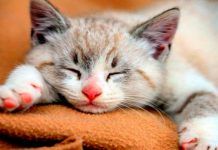 Crear una Rutina Saludable para tu Gatito: Guía DEFINITIVA 😽 ¿Los gatos se ponen tristes? Descubre aquí la respuesta