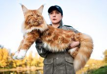 Las razas de gatos más grandes del mundo Las razas de gatos más grandes del mundo