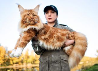Las razas de gatos más grandes del mundo Las razas de gatos más grandes del mundo