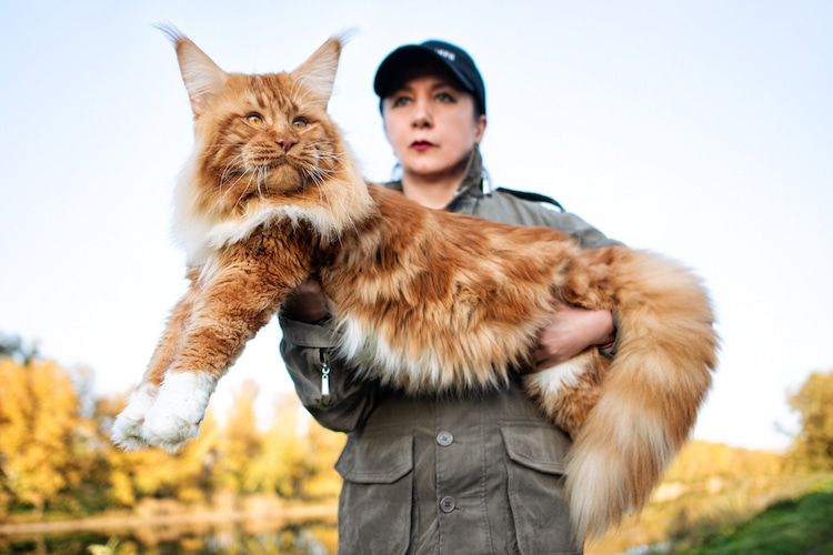 Las razas de gatos más grandes del mundo
