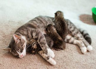 Guía para rescatar a un gatito abandonado