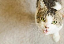 El lenguaje de los gatos