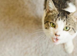 El lenguaje de los gatos