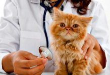 Cuidados esenciales para un gato