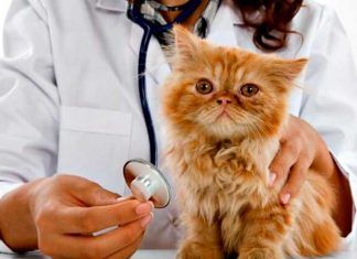 Cuidados esenciales para un gato