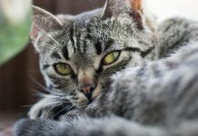 ¿Cómo saber la raza de mi gato? ¿Cómo saber de que raza es mi gato?