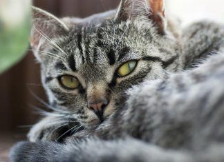 ¿Cómo saber la raza de mi gato? ¿Cómo saber de que raza es mi gato?