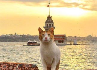 Películas sobre gatos para maratonear