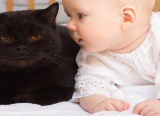 Llegada de bebés a la casa y comportamiento felino