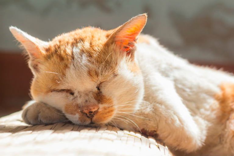 Cómo Cuidar a un Gato Mayor o con Necesidades Especiales 🐾❤️