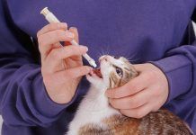 Como darle un comprimido a un gato