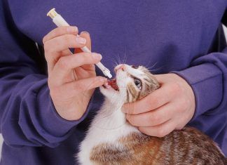 Como darle un comprimido a un gato