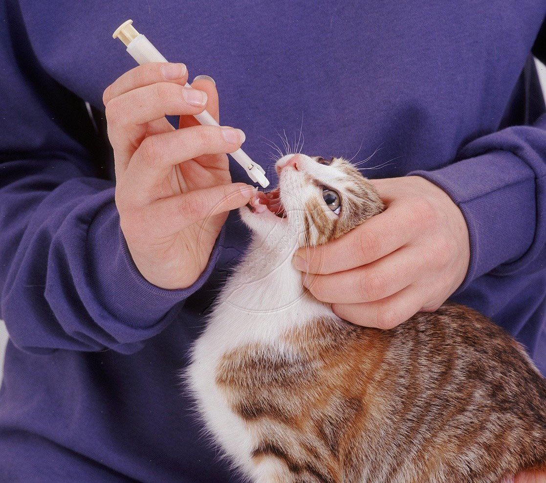 Confesión lealtad Teseo Como darle un comprimido a un gato | Cuidar Gatitos - Fotos - Razas Gatos
