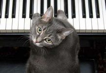 Música para gatos y cómo elegirla