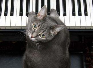 Música para gatos y cómo elegirla