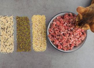 Recetas sanas y caseras para tus gatitos