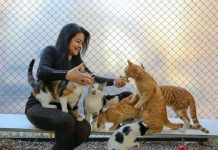 Consejos para educar a tu gatito desde pequeño