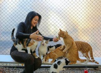 Consejos para educar a tu gatito desde pequeño