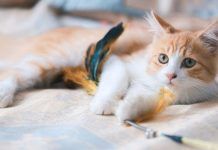 Las 4 enfermedades más comunes en los gatos