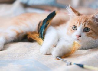 Las 4 enfermedades más comunes en los gatos