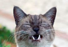 Cómo Detectar Enfermedades Comunes en Gatos: Guía Completa 🐱🩺