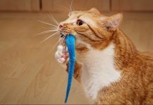 Los mejores juegos y juguetes para gatos Cuidados básicos: Una guía completa para mantener a tu gato feliz y saludable