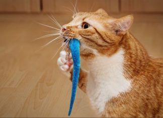 Aprende cómo disciplinar a tu gato en pocos días Cuidados básicos: Una guía completa para mantener a tu gato feliz y saludable