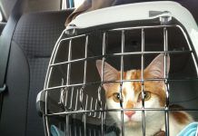 Consejos para viajar con gatos en vacaciones ¿Cómo cuidar a un gato adoptado? Descubre aquí cómo hacerlo