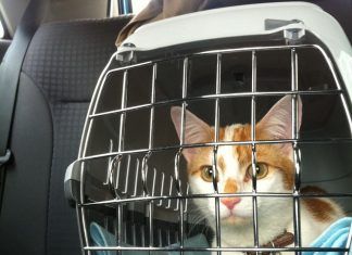 Consejos para viajar con gatos en vacaciones ¿Cómo cuidar a un gato adoptado? Descubre aquí cómo hacerlo