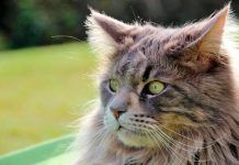 3 razas de gatos muy divertidas