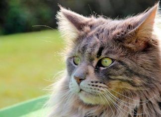 3 razas de gatos muy divertidas