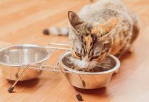 ¿Por qué un cuenco elevado es lo más adecuado para tu gato? cuencos para gatos