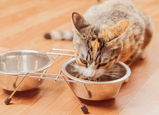 ¿Por qué un cuenco elevado es lo más adecuado para tu gato? cuencos para gatos