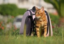 ¿Cómo cuidar a un gato adoptado? Descubre aquí cómo hacerlo ¿Cómo cuidar a un gato adoptado? Descubre aquí cómo hacerlo