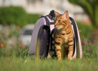 ¿Cómo cuidar a un gato adoptado? Descubre aquí cómo hacerlo ¿Cómo cuidar a un gato adoptado? Descubre aquí cómo hacerlo