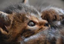 La importancia de llevar a los gatos al veterinario