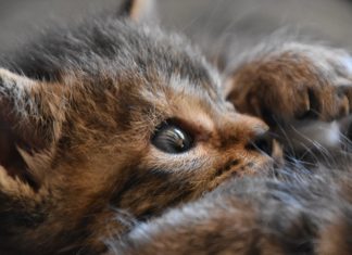 La importancia de llevar a los gatos al veterinario