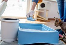 ¿Cómo limpiar una caja de arena? Descubre cómo hacerlo en minutos ¿Cómo limpiar una caja de arena? Descubre cómo hacerlo en minutos