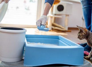 ¿Cómo limpiar una caja de arena? Descubre cómo hacerlo en minutos ¿Cómo limpiar una caja de arena? Descubre cómo hacerlo en minutos