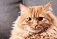 Celo, cortejo y apareamiento en los gatos ¡Todo lo que debes saber! Cuidados básicos: Una guía completa para mantener a tu gato feliz y saludable