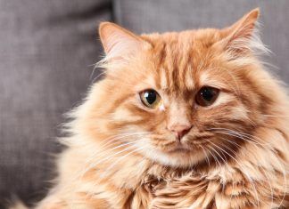 Consejos de entrenamiento para gatos: Cómo enseñar trucos y comportamientos Consejos de entrenamiento para gatos: Cómo enseñar trucos y comportamientos