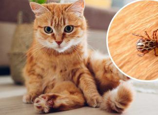 ¿Cómo saber si un gato está sano? ¿Cómo saber si un gato está sano?